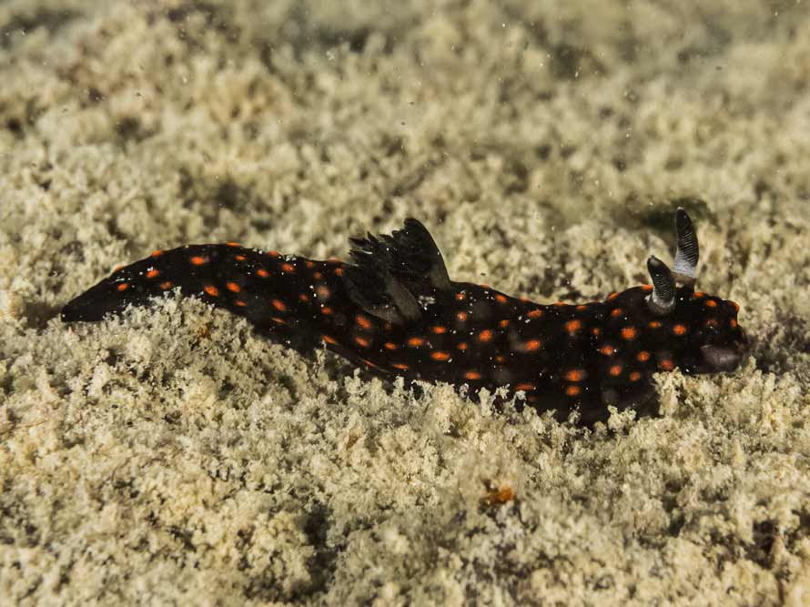 Nembrotha yonowae